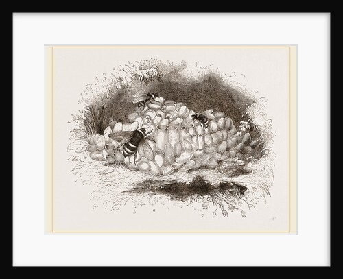 Humble-Bees and Nests by Anonymous
