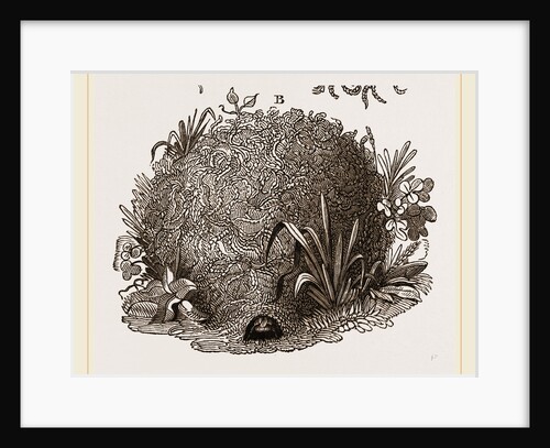 Carder-Bees Nest by Anonymous