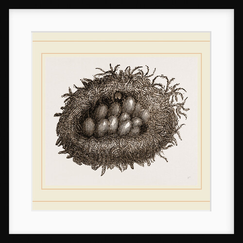 Carder-Bees' Nest and Cells by Anonymous