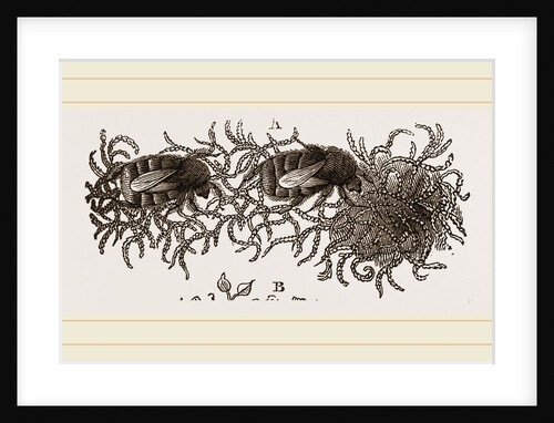 Carder-Bees and Nest by Anonymous