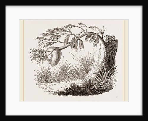 Wasps' Nest on Willow by Anonymous