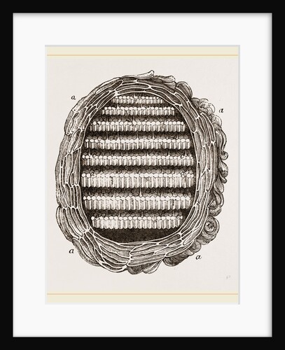 Section of Wasps' Nest by Anonymous