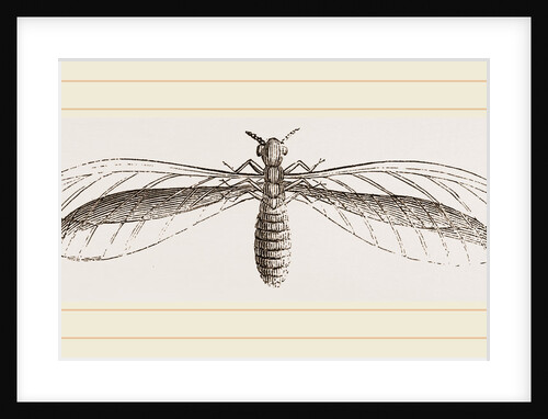 Termes bellicosus in winged state by Anonymous