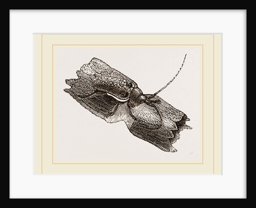 Capricorn Beetle by Anonymous