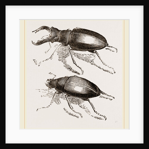 Stag-Beetles by Anonymous