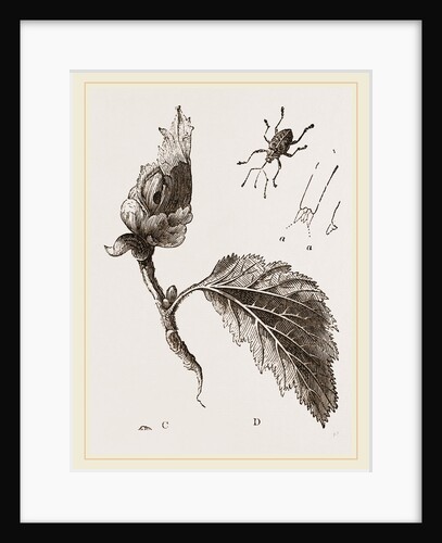 Nut-Weevil by Anonymous