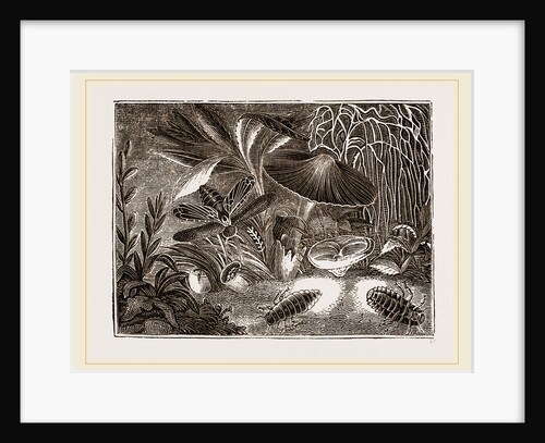 Glow worms by Anonymous