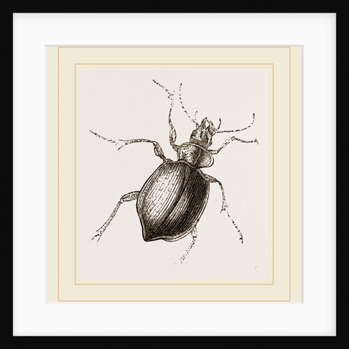 Calosoma sycophanta by Anonymous