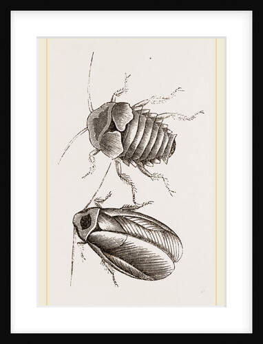 Giant Cockroach by Anonymous