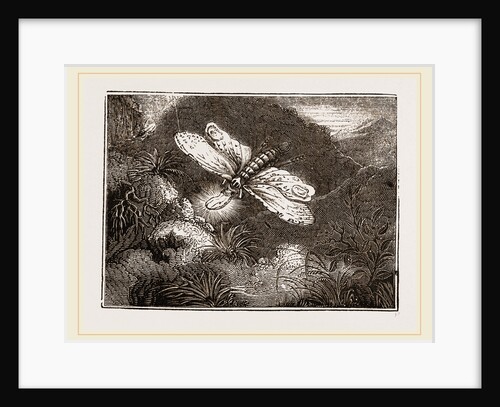 Lantern-Fly by Anonymous