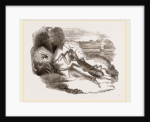 Praying Mantis by Anonymous