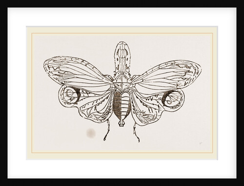 Lantern-Fly by Anonymous