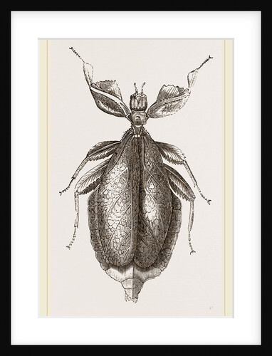 Leaf-Insect by Anonymous