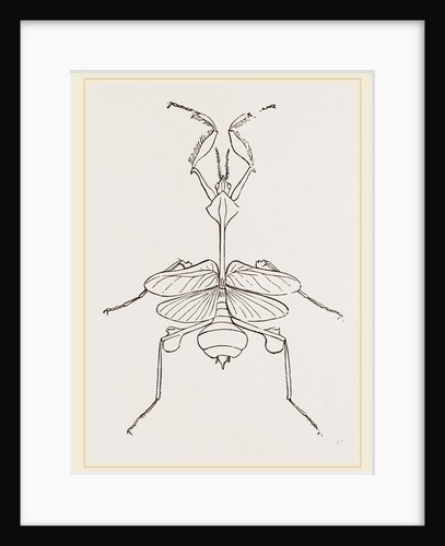 Mantis gongylodes by Anonymous