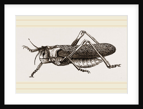 Locust by Anonymous