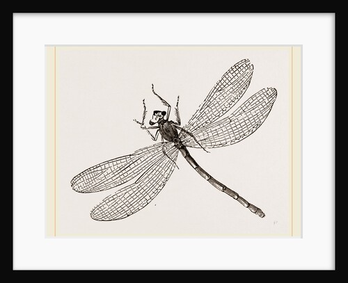 Virgin Dragon-fly by Anonymous