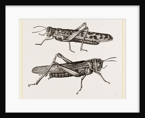Locusts by Anonymous