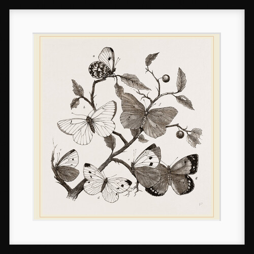 Group of Butterflies by Anonymous