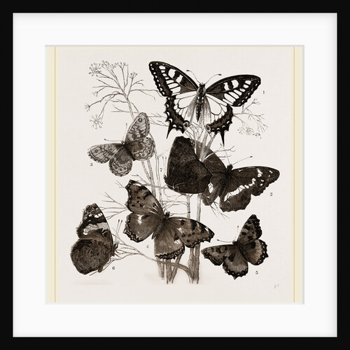 Group of Butterflies by Anonymous