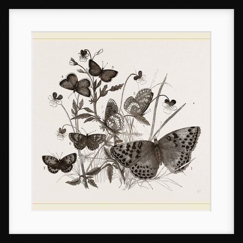Group of Butterflies by Anonymous
