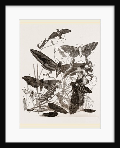 Group of Hawk-Moths Caterpillars and Pupae by Anonymous