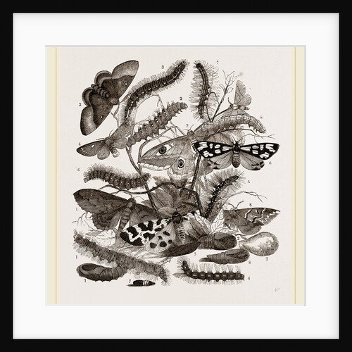 Group of Moths Caterpillars and Pupae by Anonymous