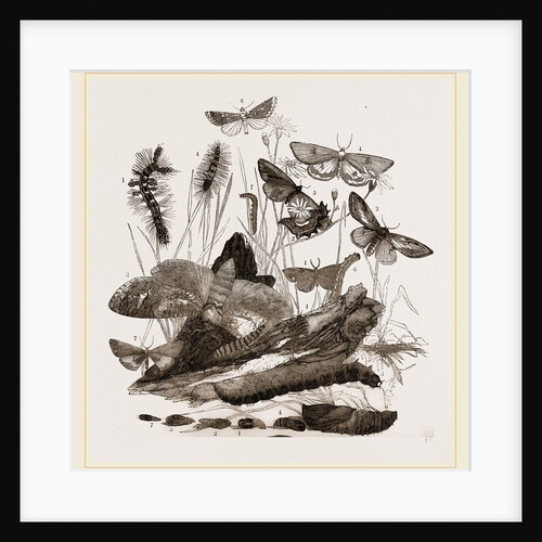 Group of Moths Caterpillars and Pupae by Anonymous