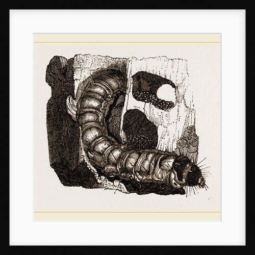 Caterpillar of Goat-Moth by Anonymous