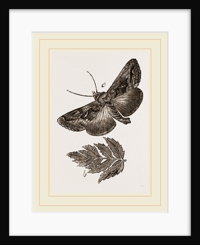 Gamma Moth by Anonymous