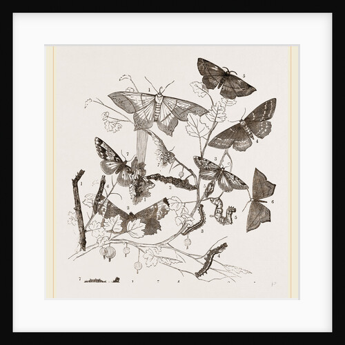 Geometrie Moths Caterpillars and Noce by Anonymous