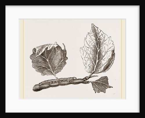 Caterpillars of Clifton Nonpareil by Anonymous