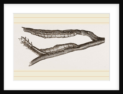 Caterpillars of Clifton Nonpareil by Anonymous