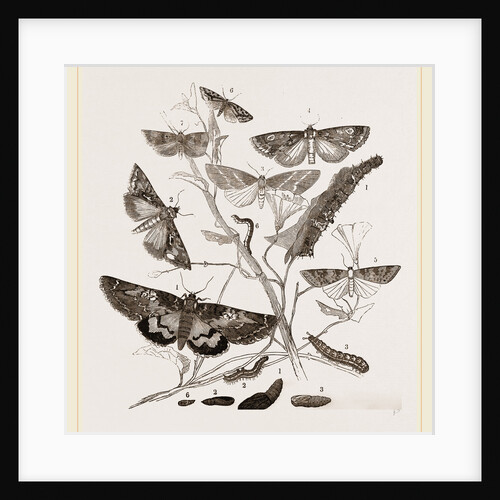 Group of Moths Caterpillars and Pupae by Anonymous