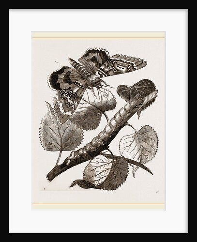 Crimson-underwing Moth and Caterpillar by Anonymous