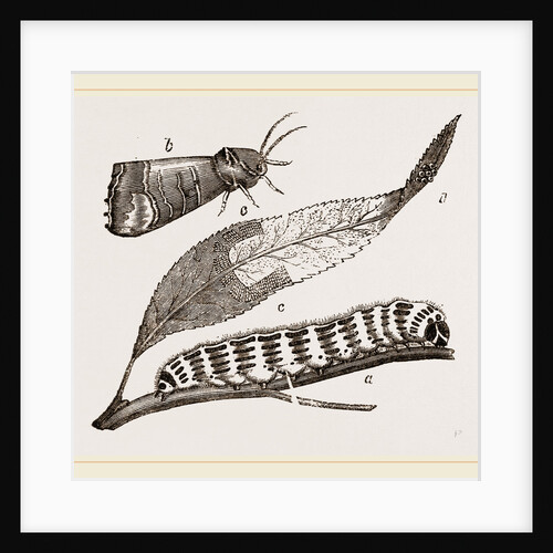 Buff-tip Moth and Caterpillar by Anonymous