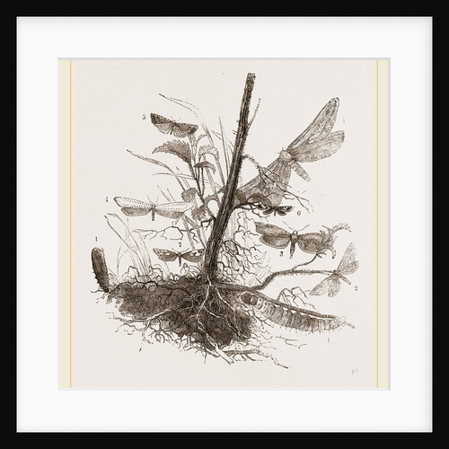 Group of Moths by Anonymous