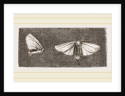 Females of Crown and Golden-tailed Moths by Anonymous