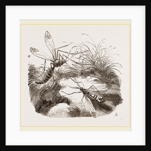 Crane Flies by Anonymous