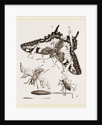 Mode of Setting out Insects by Anonymous