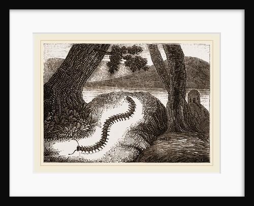 Electric Centipede by Anonymous