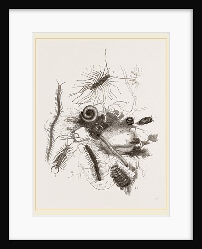 Group of Centipedes by Anonymous