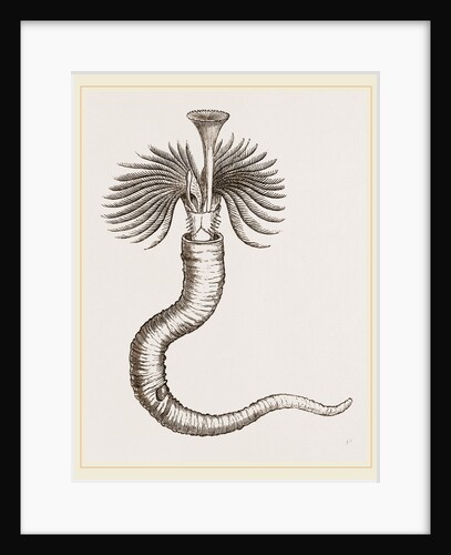 Serpula contortuplicata by Anonymous