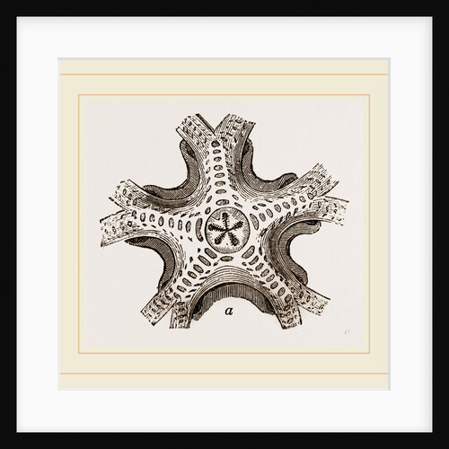 Euryale costosa by Anonymous