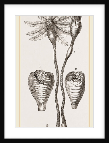 Apiocrinites rotundas by Anonymous