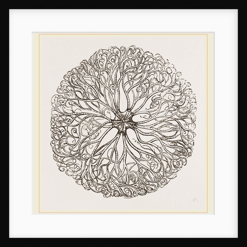Euryale costosa by Anonymous