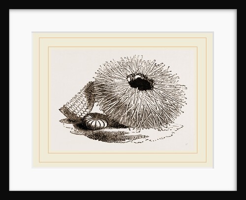 Echinus esculentus by Anonymous