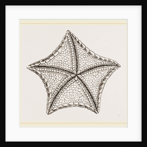 Asterias tessellata by Anonymous