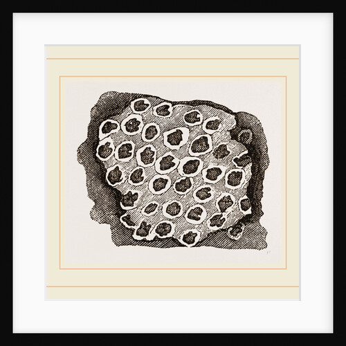 Flustra dentata by Anonymous
