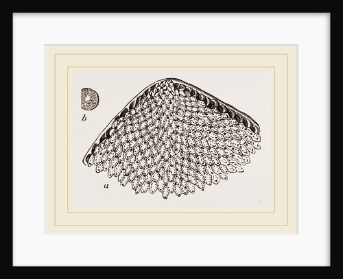 Lunulite en parasol by Anonymous
