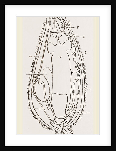 Notommata centrura by Anonymous
